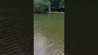 Lake #music #beautiful #travel #romford #london #unitedkingdom #uk #weather #summer