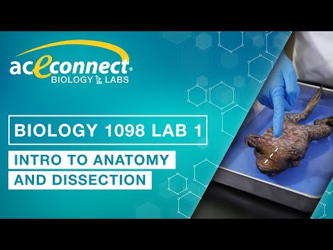 Biology 1098 Lab 1 || Intro to Anatomy and Dissection