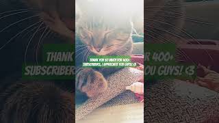 Hobbs is so cute and majestic. #cat #cute #sunlight #thankyou #shorts #funny #pets #animals