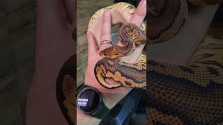 🐍 #ballpythons #royalpython #orangedream #clown #blackpastel #snakebreeder #snake #beautifulgirl