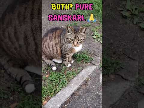 Even Cats Have Standards. 😼📿 #catshorts #funnycats