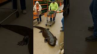 🦎 #lizard #creature #animal #ai #aiart #aiartwork #aivideo #youtubeshorts #shorts