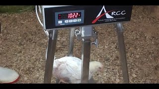 ARCC Agri IOT Chicken Weighing Scale