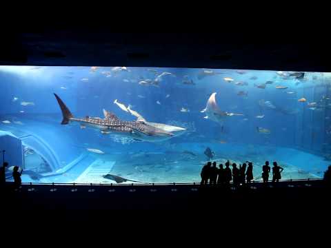 Okinawa Churaumi Aquarium 沖縄美ら海水族館 kuroshio tank