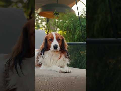 Onze hond Archi geniet van de heerlijk Baza Swing tijdens deze prachtige zomeravond!  #hond #dog