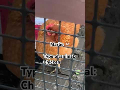 Introducing all my pets!!🐾🐓🐕🐶#shorts#pet#cute