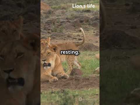 Aday in the life of lion #lions #life #wildlife #youtube #youtubeshorts #ai #worldlionday #savelions