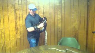 Retic python growth in a short amount of time - Raleigh Jones