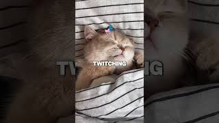 4 Cat Facts That’ll Hit You Right in the Heart! #cats #catfacts