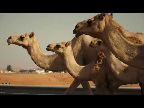 Adu Dhabi with Oriflame