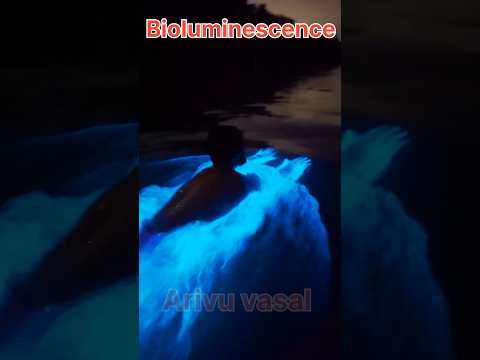 Bioluminescence|Glowingbeach #information #glowingbeach #explanationintamil #bioluminescentcreatures