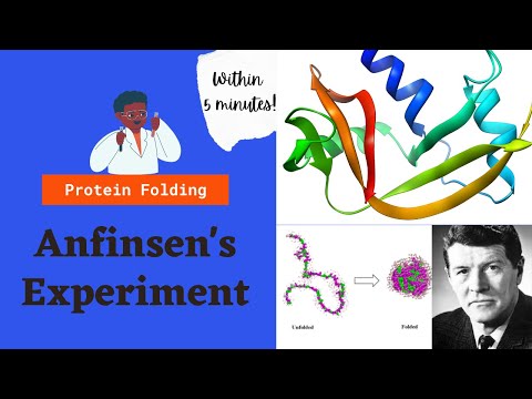 Anfinsen's Experiment on Protein Folding | Protein Biochemistry