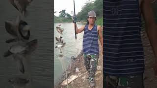 sampe ga sempet ngopi..ikan penuh di jaring..!!#shorts