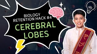 PAANO I-MEMORIZE ANG 4 CEREBRAL LOBES? | Biology Retention Hack