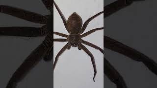 aggressive wolf spider caught on camera #short