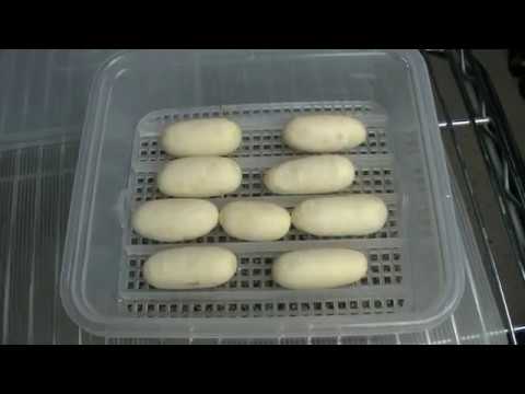 Mexican Black Kingsnake eggs laid