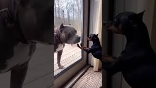 #comedy #funny #jokes #2025