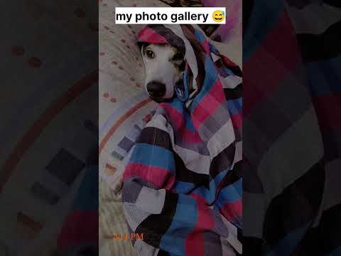 jojo be like : do it bro I don't care😂😂🥱🥱 #shorts #dogoftheday #jojo #trendingshorts #viral