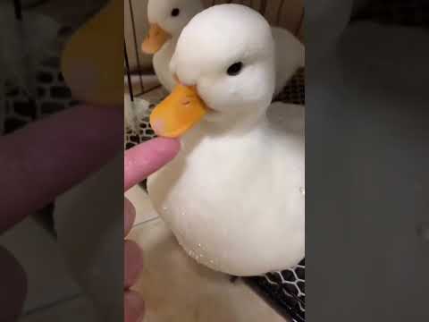 #pato #animais #short