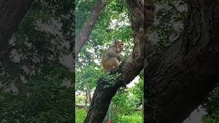 ek Mota hathi#viral #trends # viral video