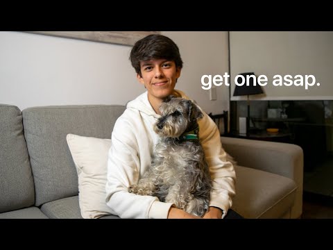 Get a Dog. It Will Change Your Life.