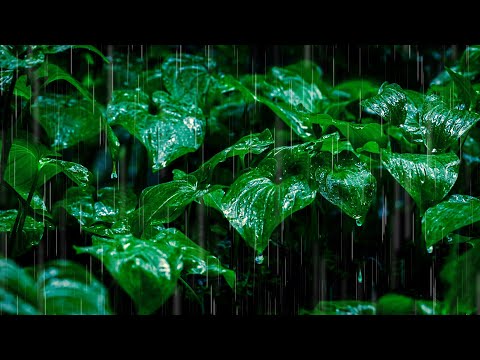 Rain Noise for Sleeping in Tropical Rainforest
