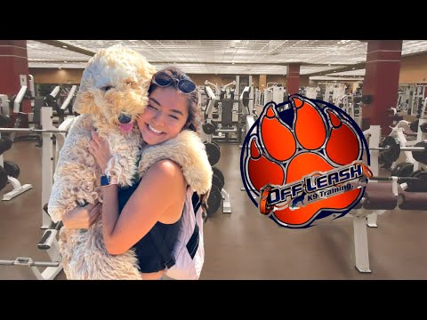 LABRADOODLE GOES TO BOOT CAMP: Ep 4
