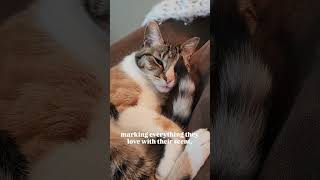 How do cats say goodbye? audio: animalkingdomlove #catsofyoutube #catfacts #cats #cats101