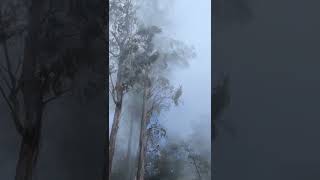 Princess of hills Kodaikanal ❤️ #tamilshorts #shortstamil #kodaikanal #tamilnadu