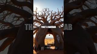 The Secrets of Madagascar's Baobab Trees