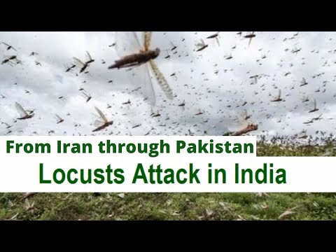Locusts Attack  in India | Locust swarms | insect that damage crops | Insect came from Pakistan