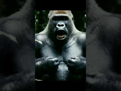 Giant Gorillas in the Congo Rainforest #shorts #animals #wildlife