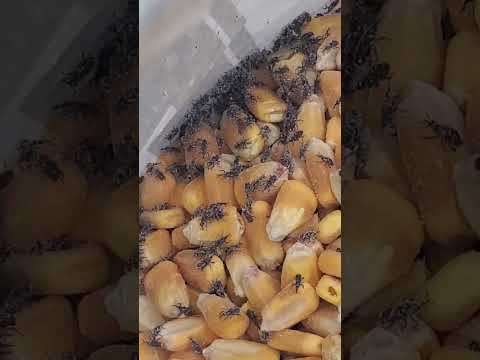 Got Weevils?!?! #lasvegas #pestcontrol # Pantrypests