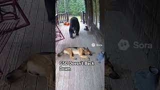 German Shepherd Vs Bear
