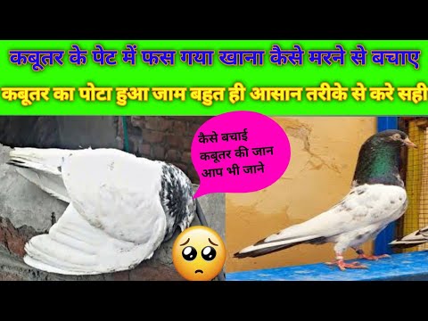 कबूतर का पोटा जाम हो जाने का इलाज। कबूतर के पेट में खाना फस जाने का इलाज