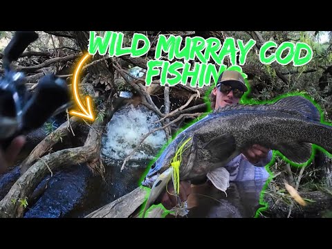 Sight casting giant wild river Murray cod. ( fishing Australia).