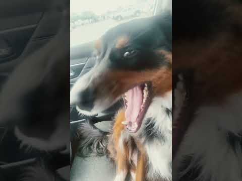 Cassie can shake it! #cassie #puppy #gooddog #pets