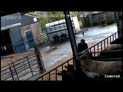 Feeding cattle