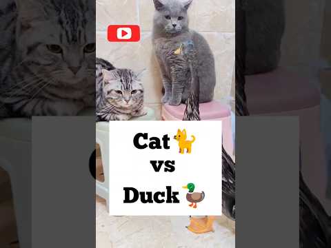 cat 🐈 vs duck 🦆 #youtubeshorts #shorts #ytshorts #animals