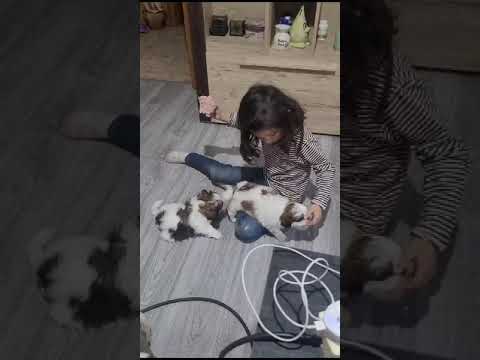 #love #lovesong #lovestatus #dogs #dubai #song