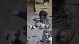 #love #lovesong #lovestatus #dogs #dubai #song