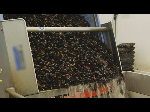 How Mussels Is Made