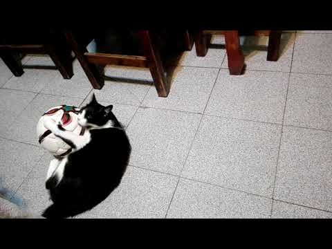 Gata Morita con la pelota