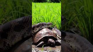 Python vs Turtle! 🐍🐢 #shorts