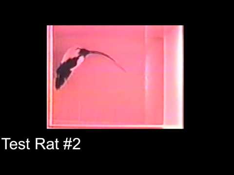 1031 Cocaine Lab: Test Rat 2