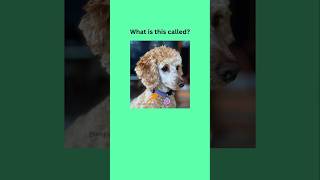 #english #quiz #learnenglish