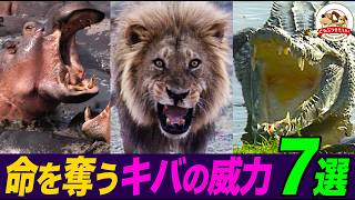 超危険​生物の激しいバトルや捕食の瞬間！ホッキョクグマVSセイウチ、ライオンVSアフリカゾウ…​牙の威力がスゴイ！珠玉の7選【どうぶつ奇想天外／WAKUWAKU】