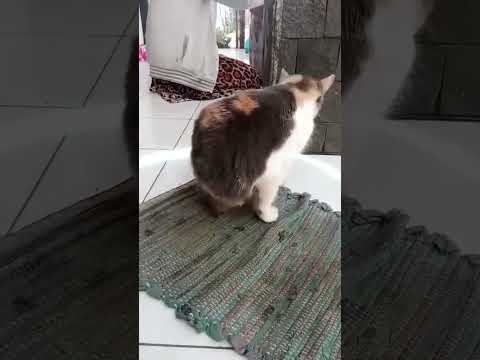 Kucingnya belum mandi .. #shorts #kucing #kucinglucu