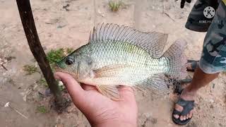 MANCING JARING NILA BABON /// MANTAP CUY