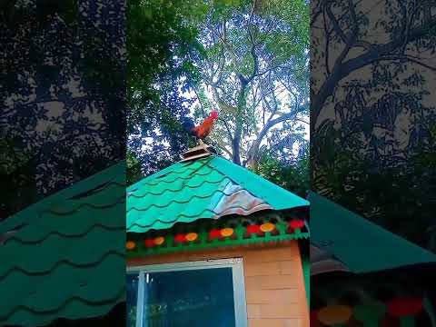 Hen Funny Sound 🤣 #funnyvideo #funnyshorts #chicken #viral #viralshorts #trending #trendingshorts